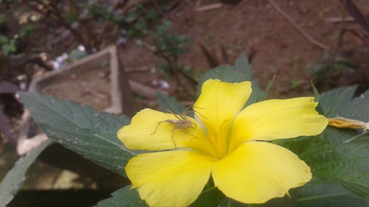 flower