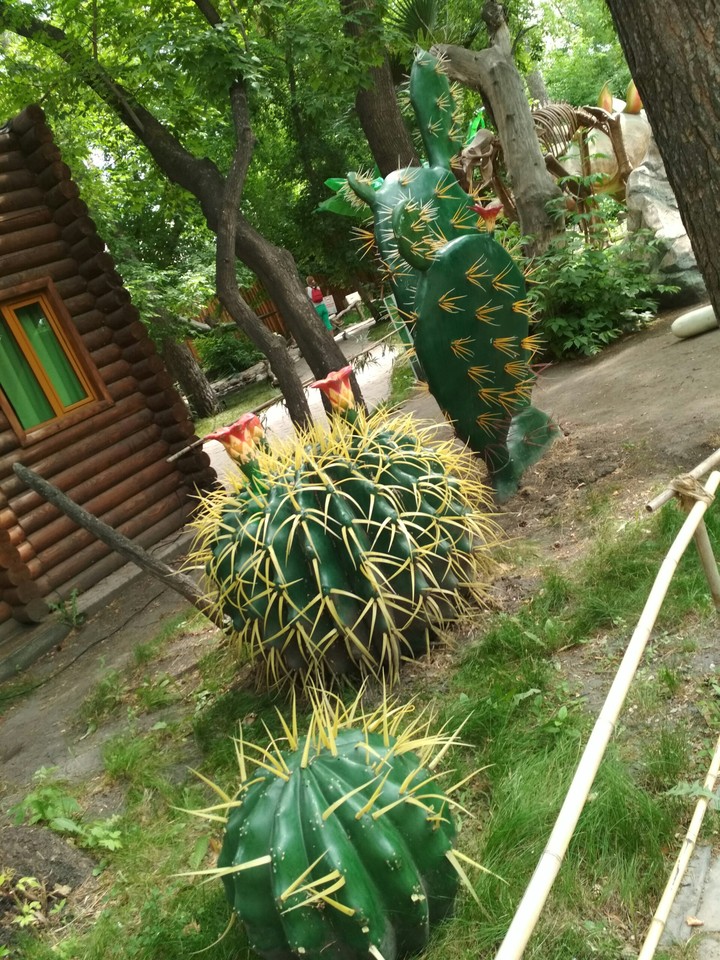кактысы