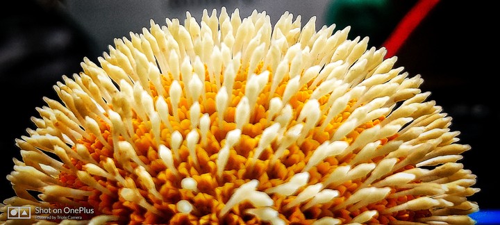 burflower