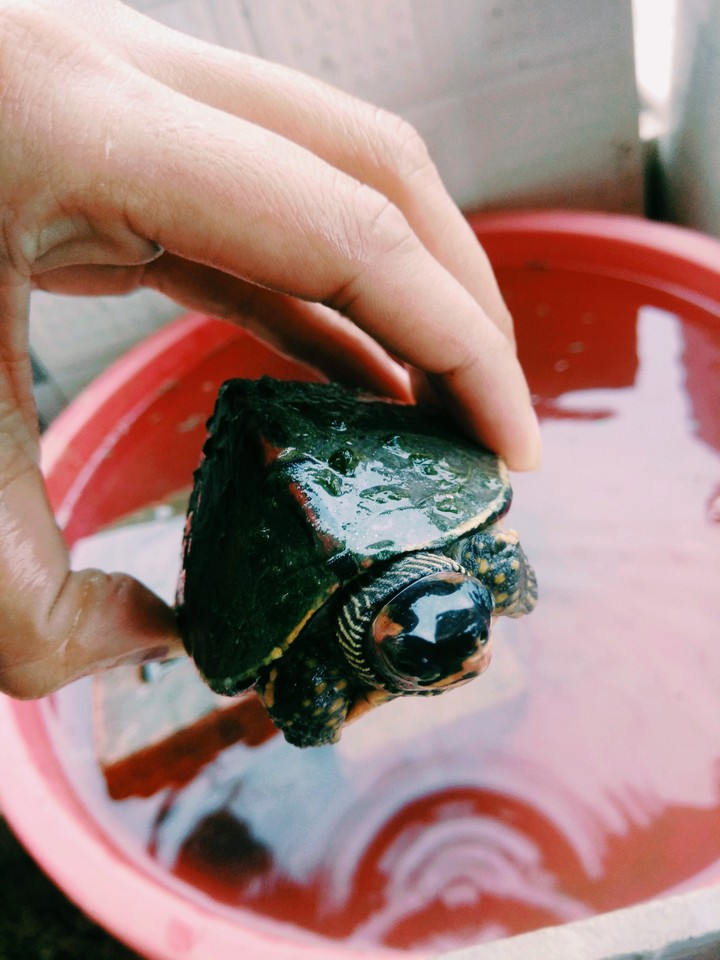 Turtle can fly too