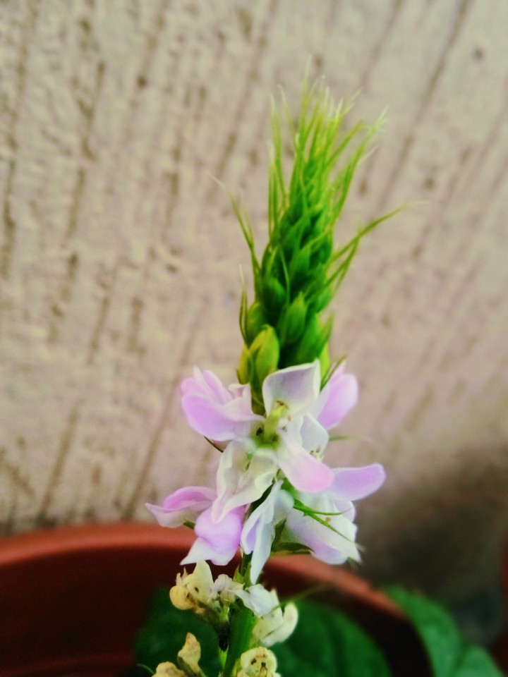 Flowering .
