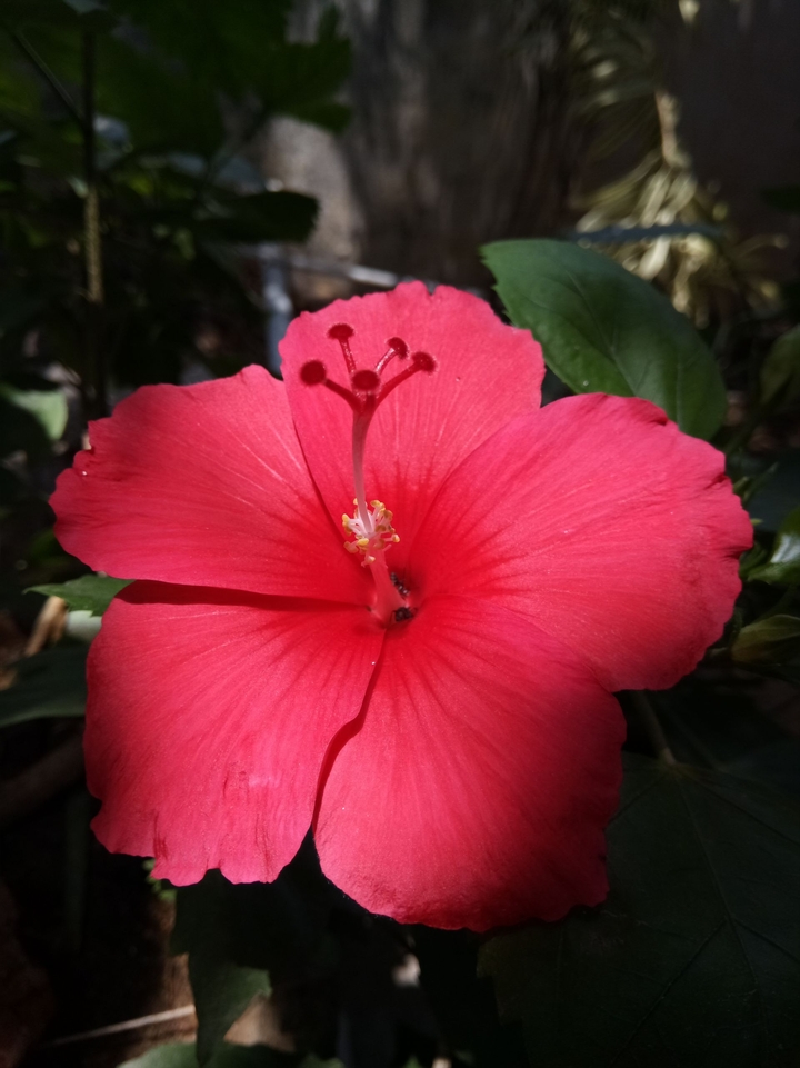 nature love #hibiscus