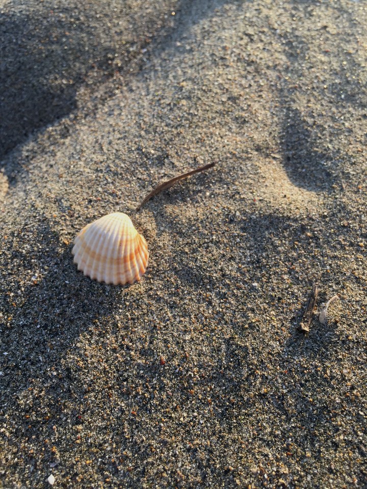 seashell