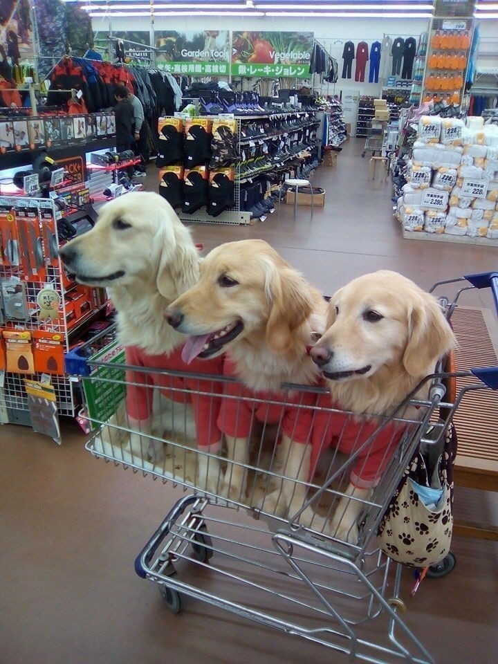 dog
