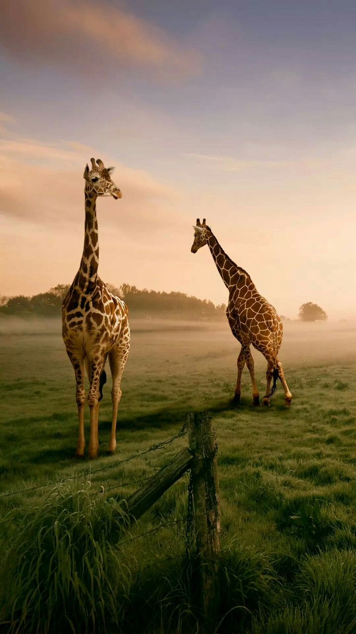 wild animals