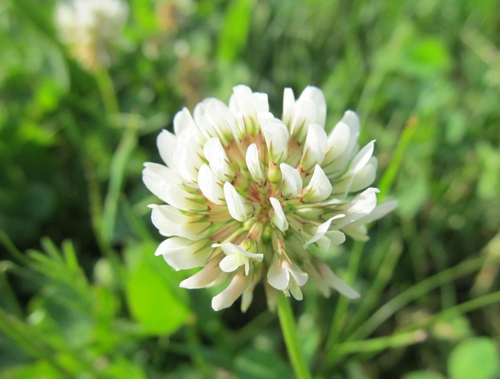 spring flower
