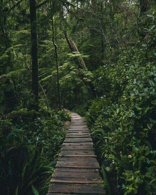 Jungle