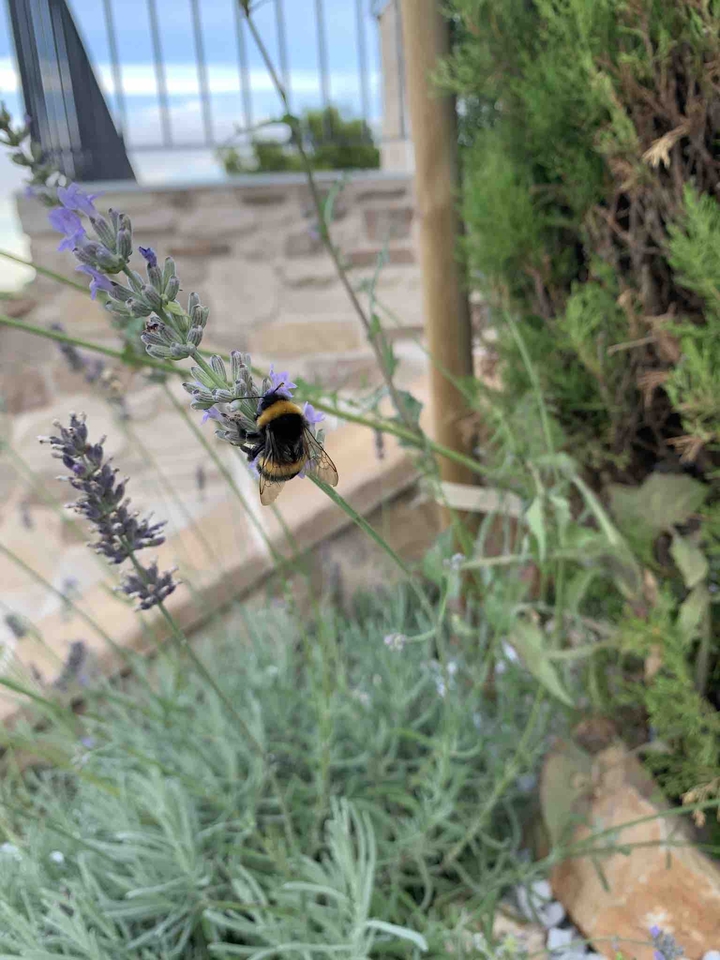 Bee