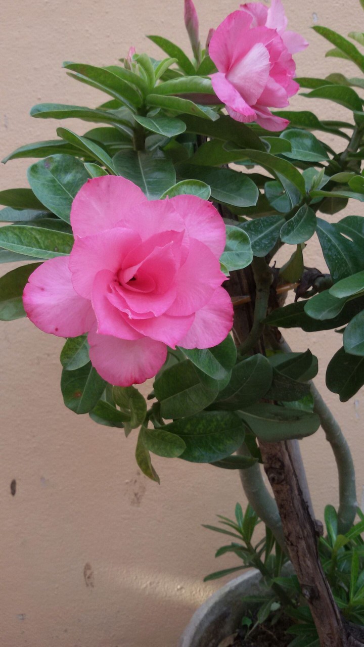 little pink babies