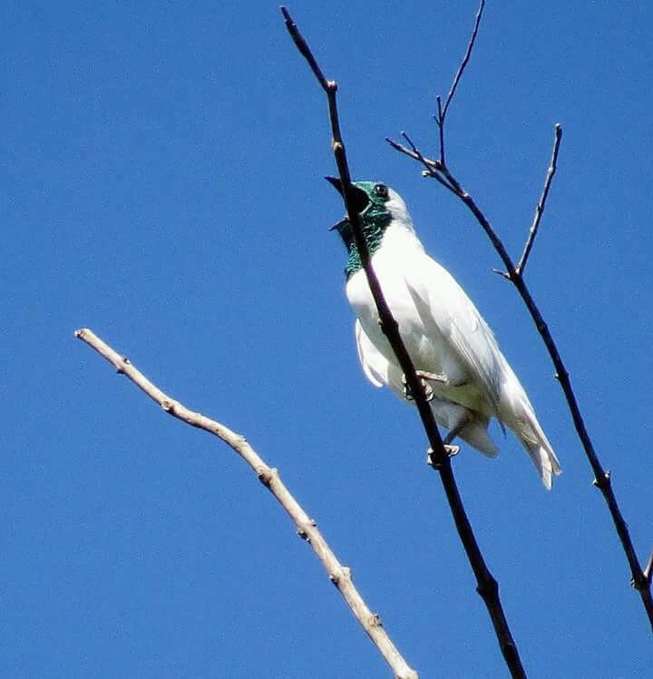 bird