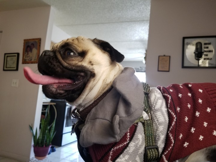 pug rico