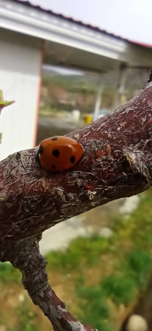 lady bird