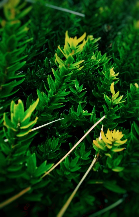 Verde