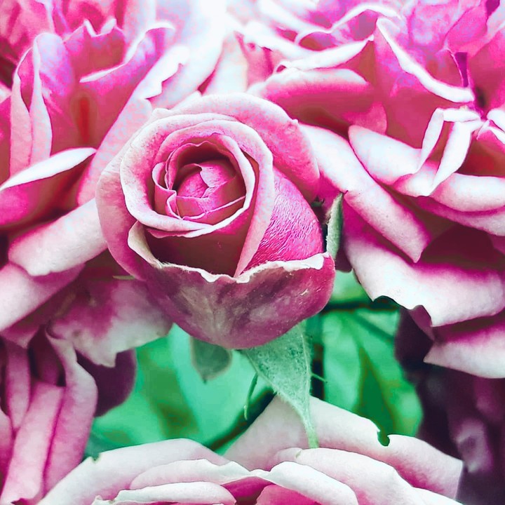 pink rose
