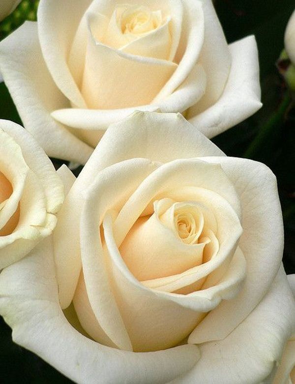 ❤️Rosas blancas