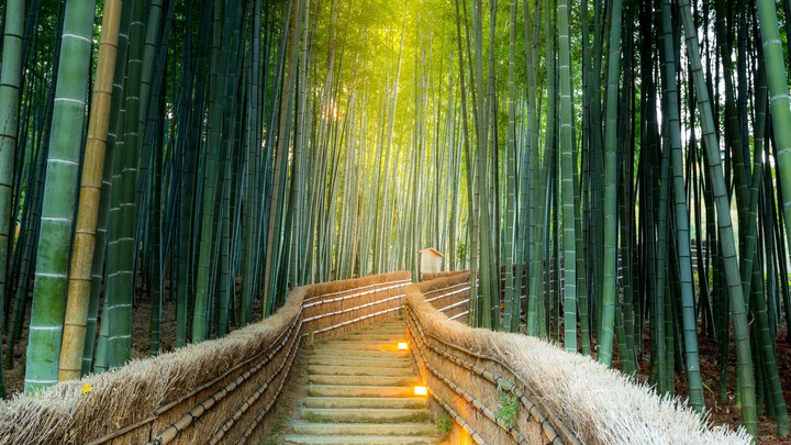 path between forest