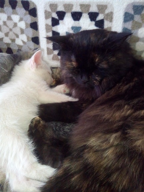 my cats