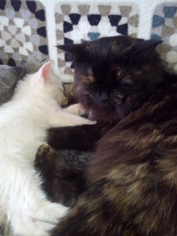 my cats