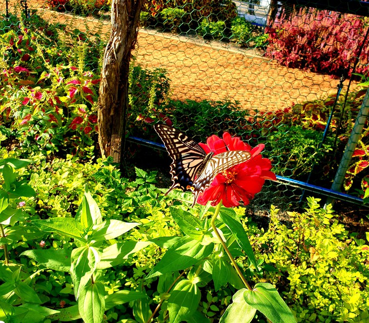 tiger swallowtail (butterfly)