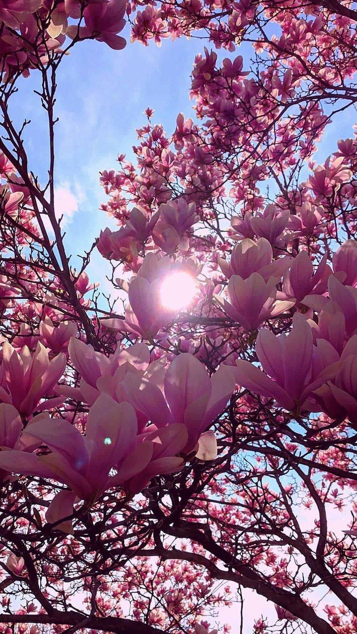 SPRING APERT