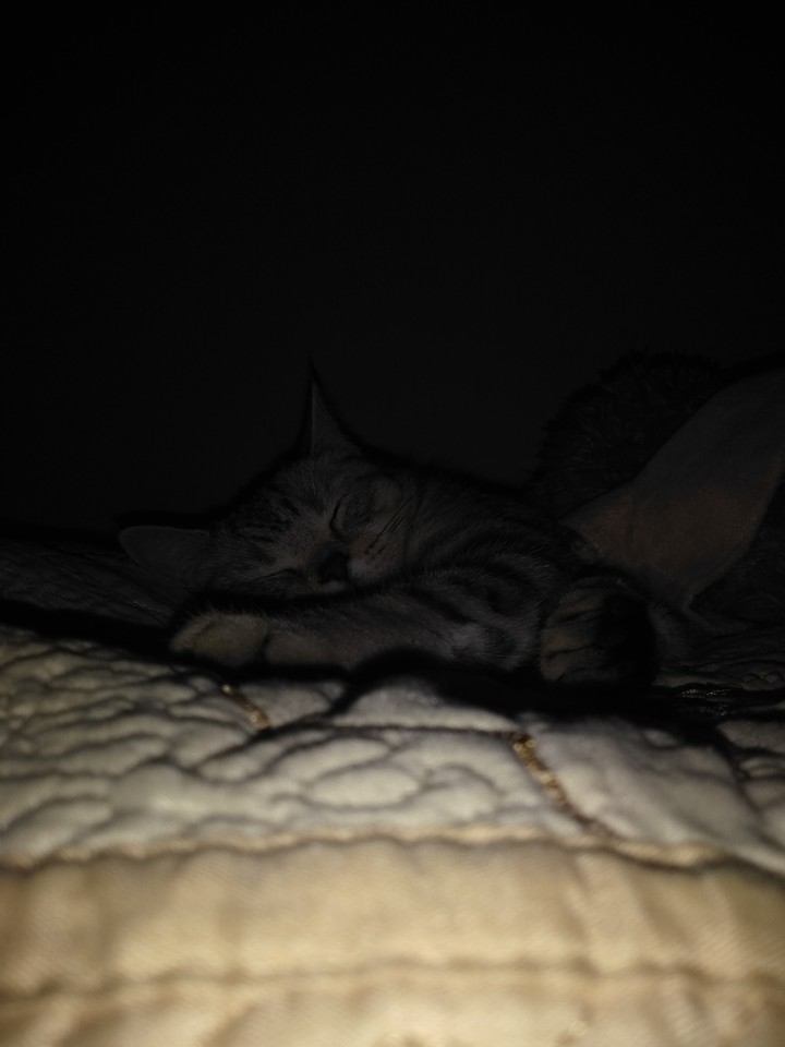 my kitty