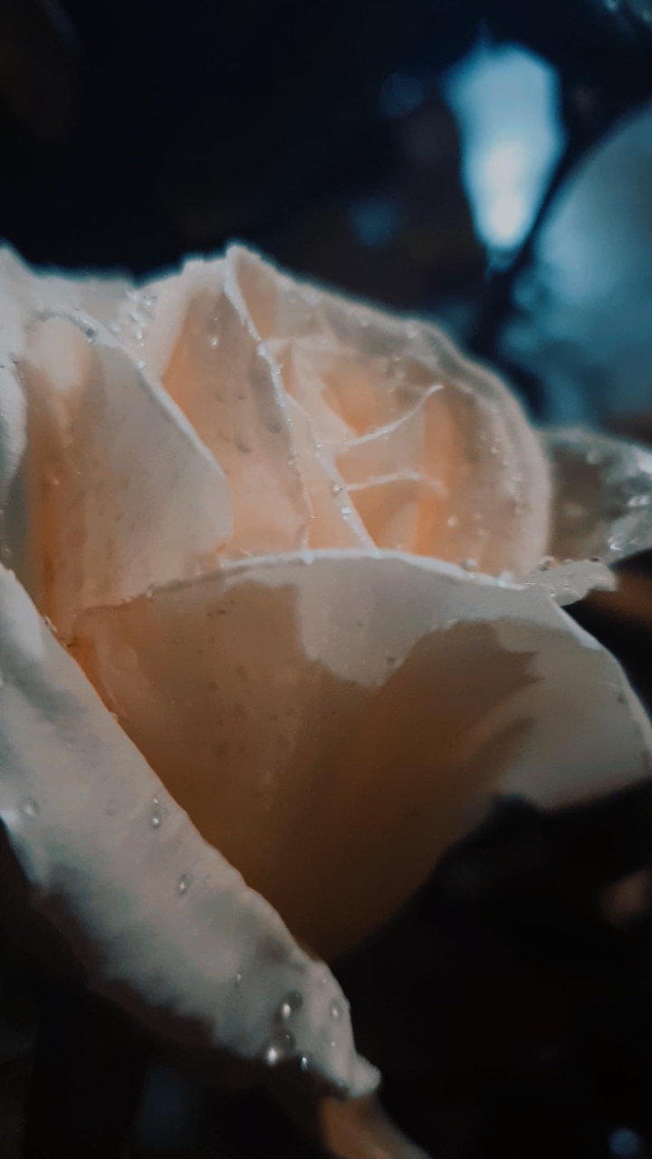 rosa bianca