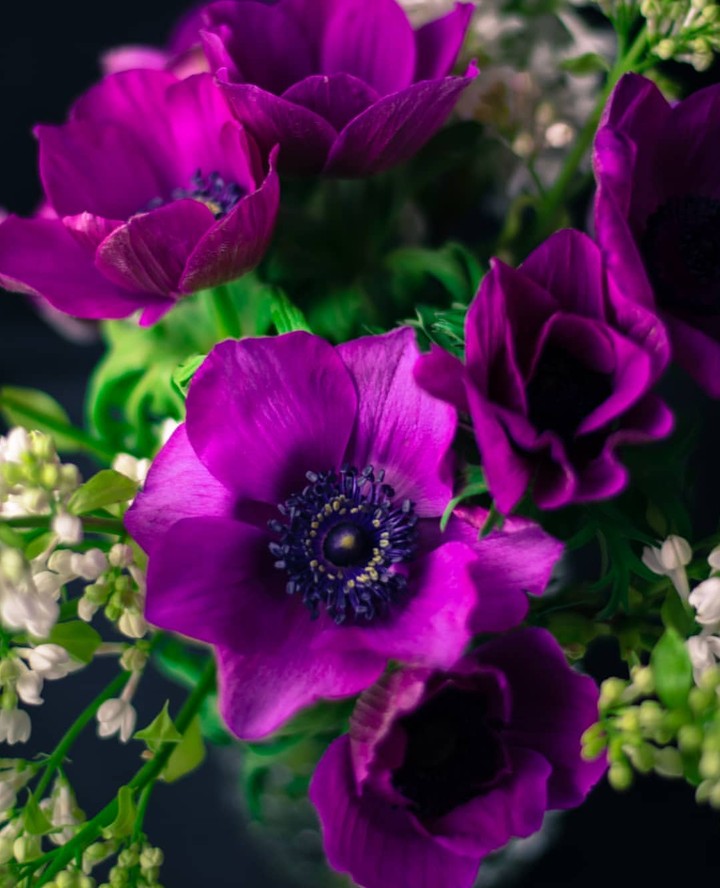 beautiful anemone ❤️