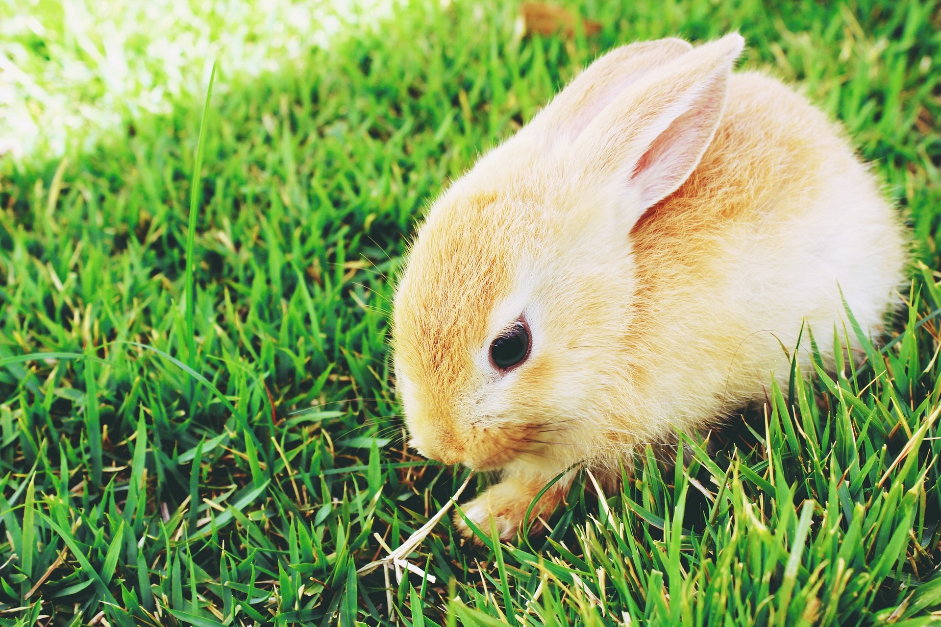 The Rabbit