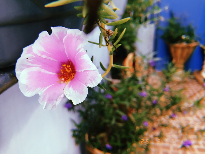 flowers