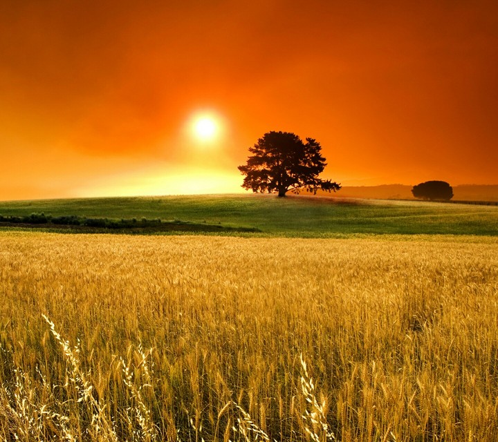 Natural Beauty ?