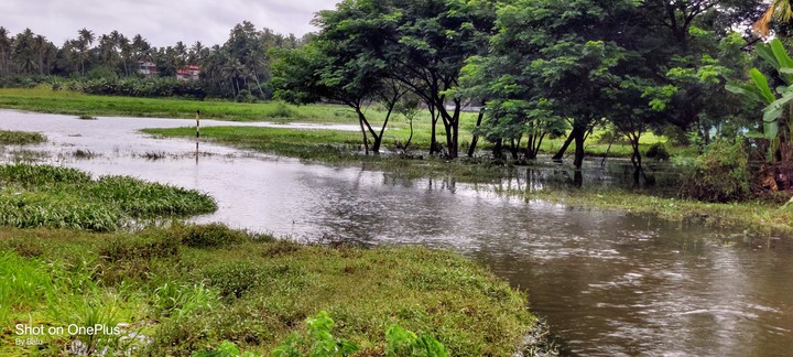 watered paddy fields