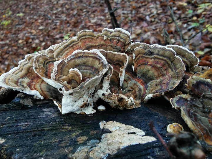 mushroom