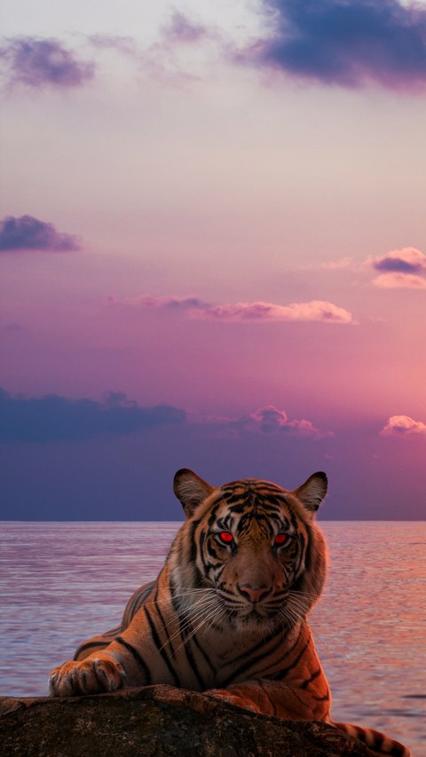 sunrise, felidae háttérképek