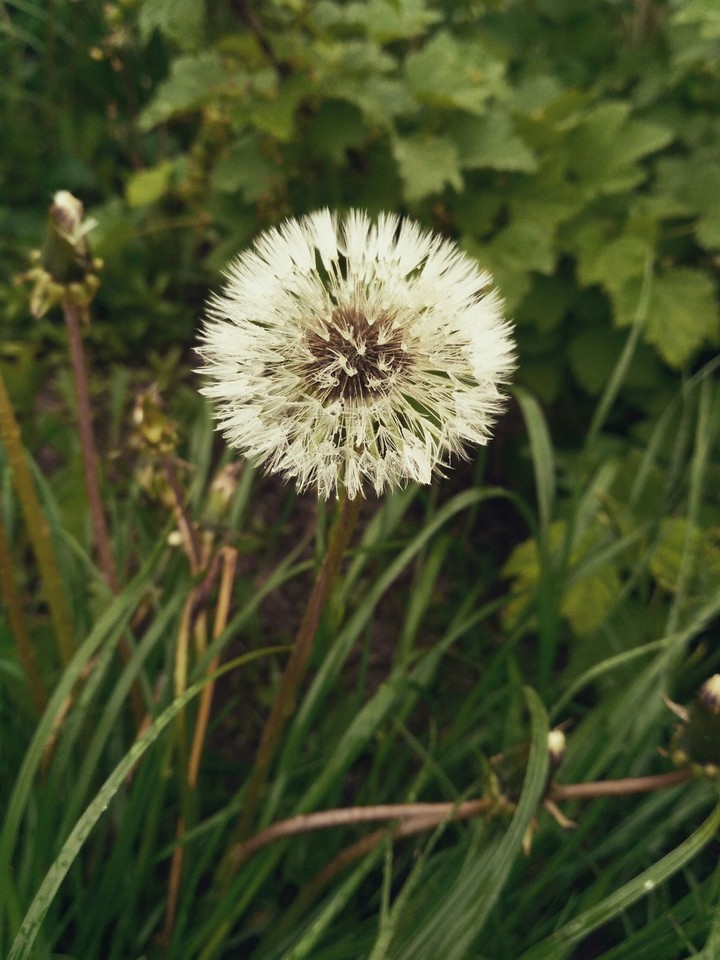 Dandelion