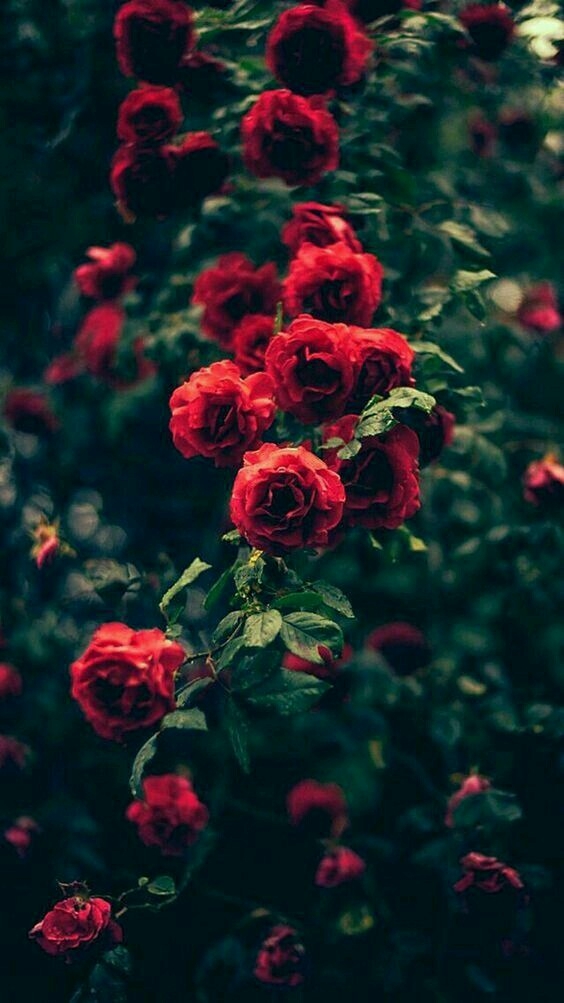 roses