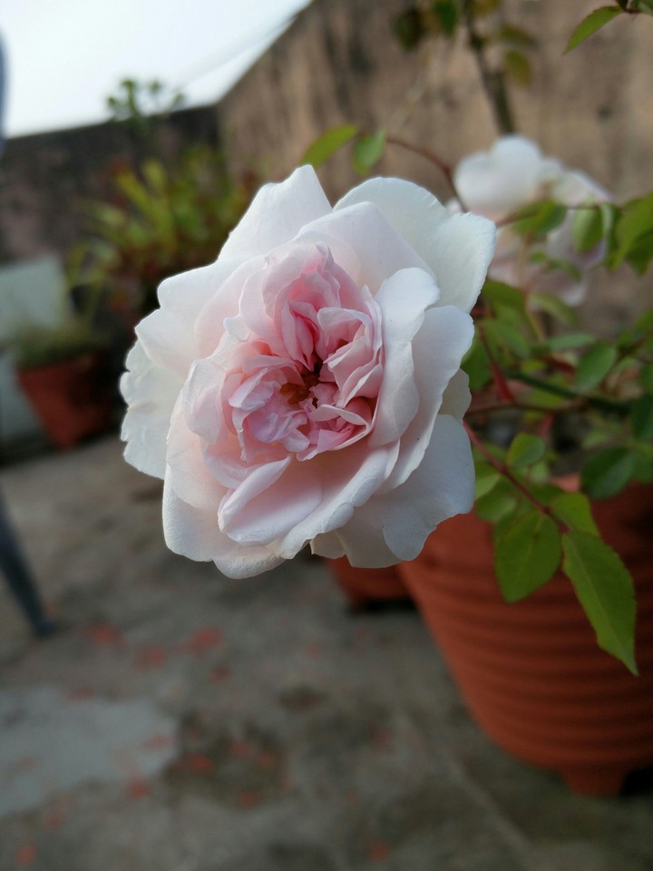 white rose