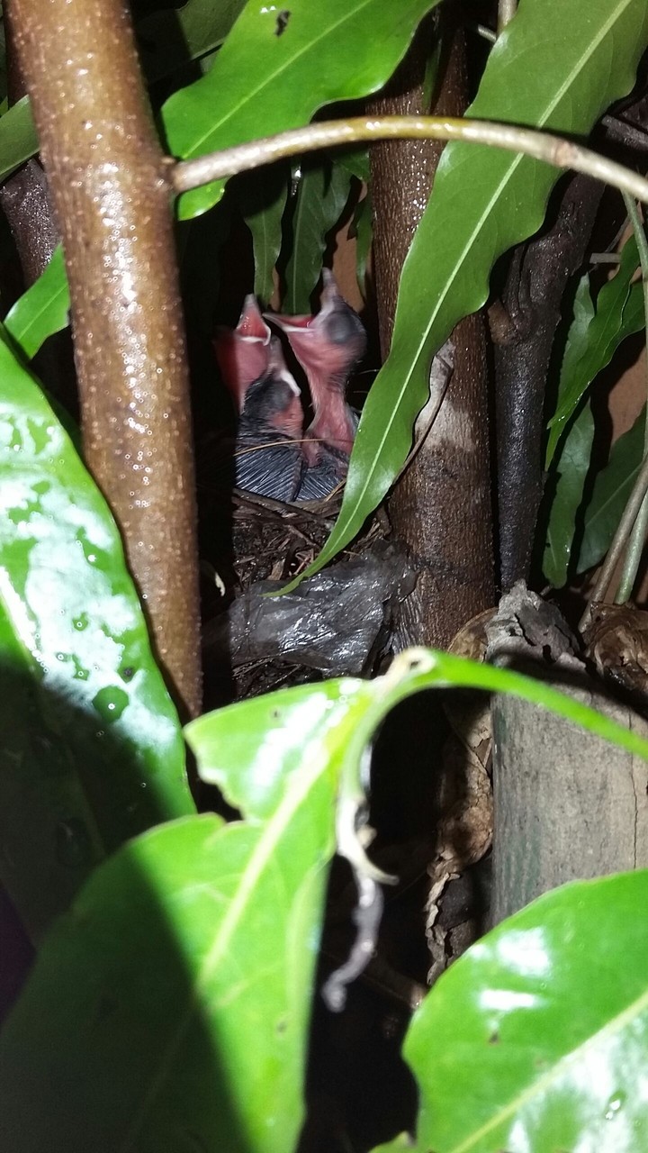feeding bird