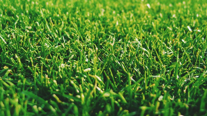 grass