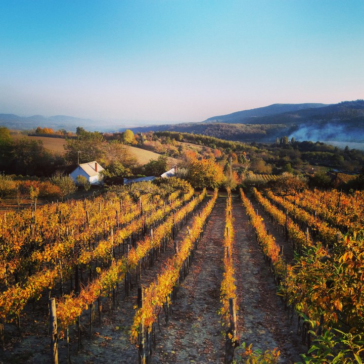 vineyards