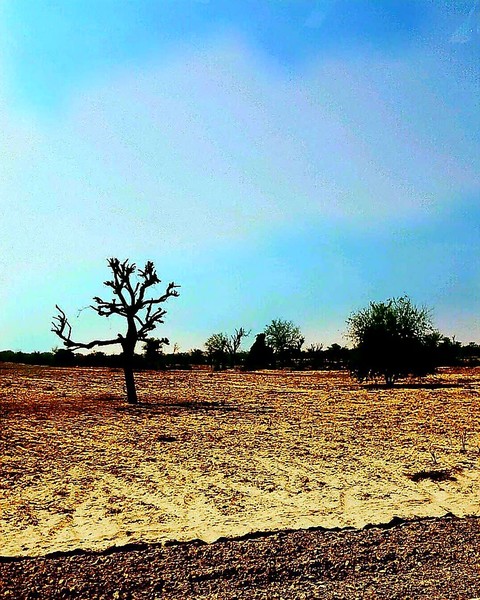 Dry deserts of Rajasthan