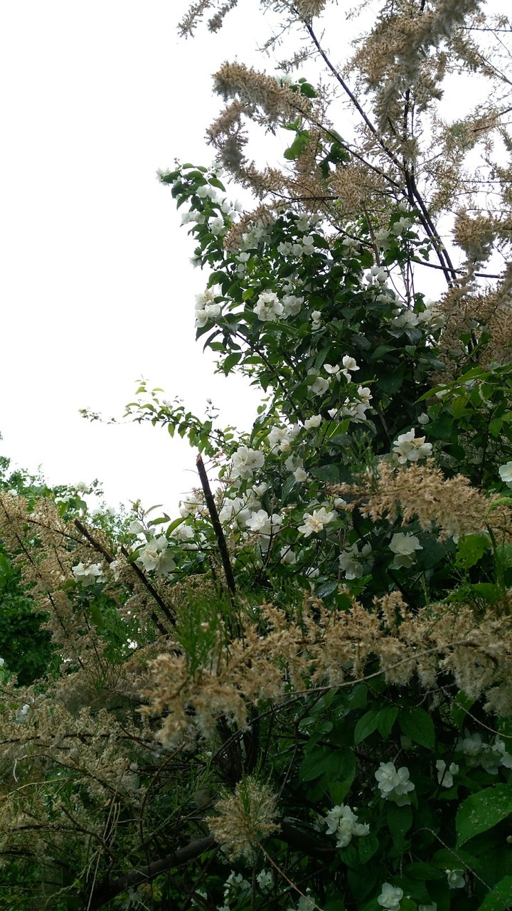tree