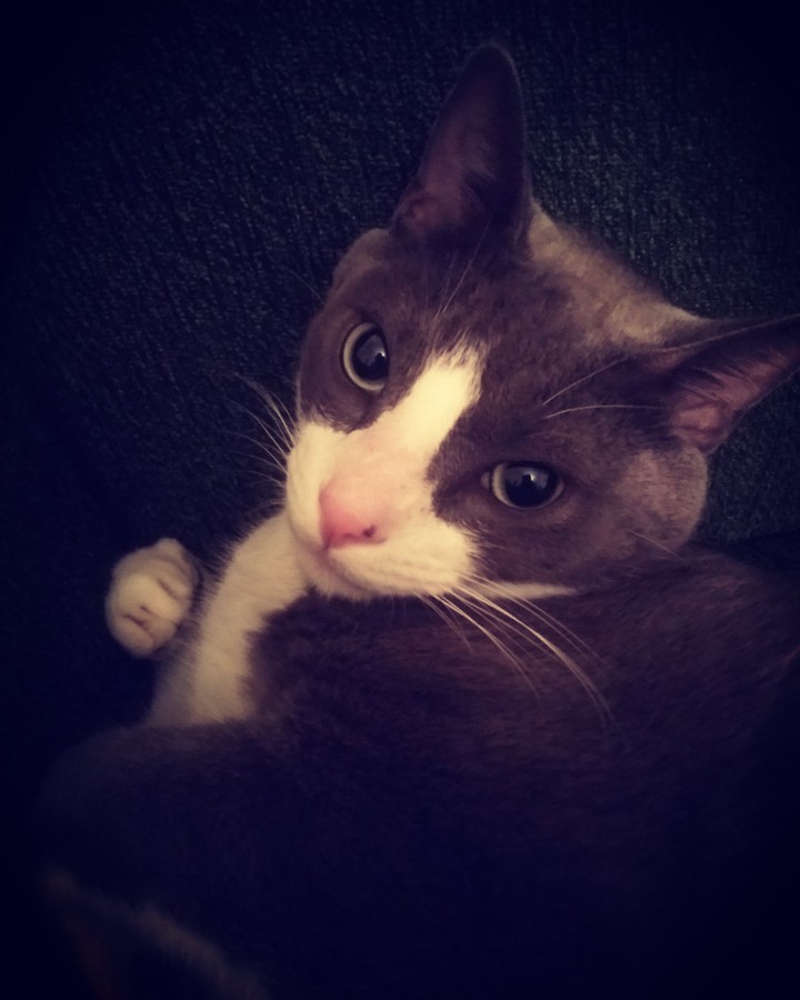 My cat. I love you! ❤️❤️❤️