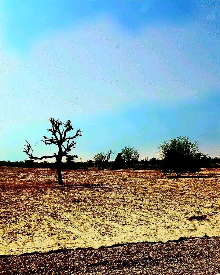 Dry deserts of Rajasthan