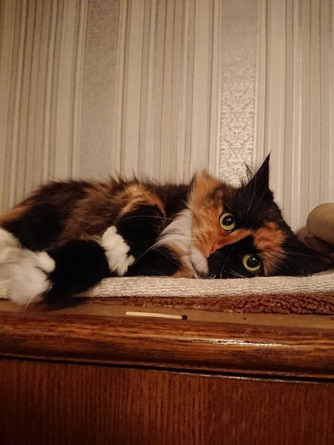 sfondi cat, Fawn