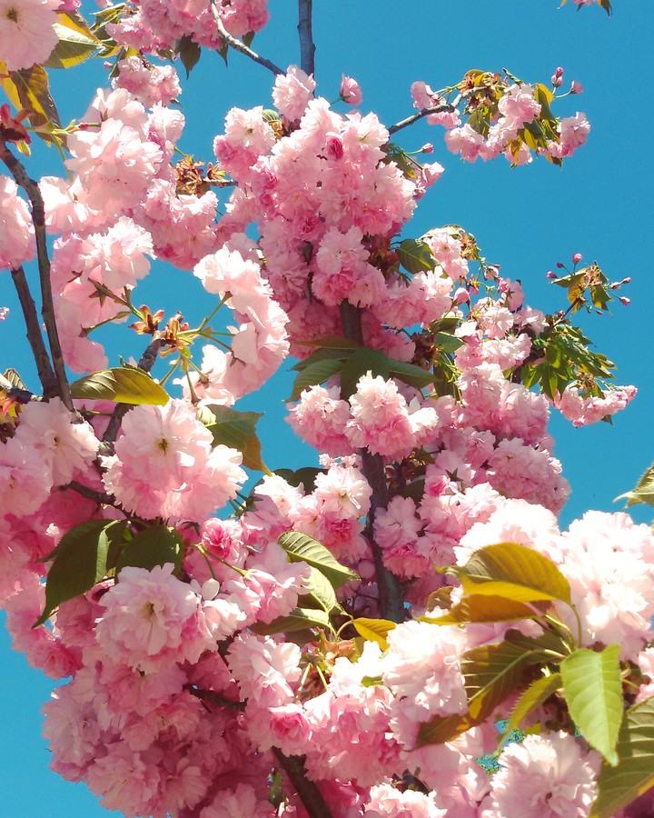 Spring