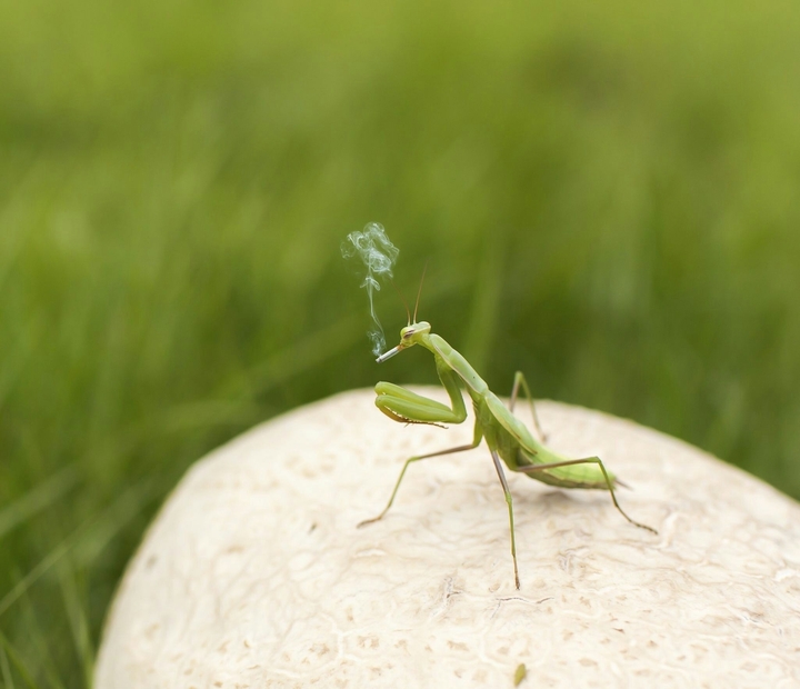 smoker mantis 