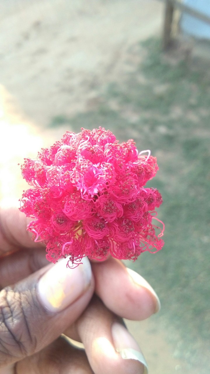 flowers mGy
