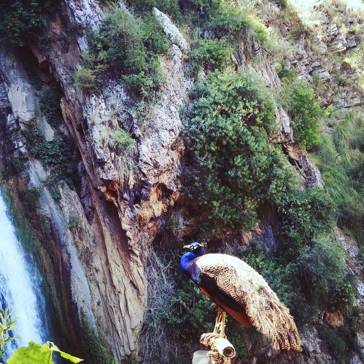 Nature Algérie Bédjaia