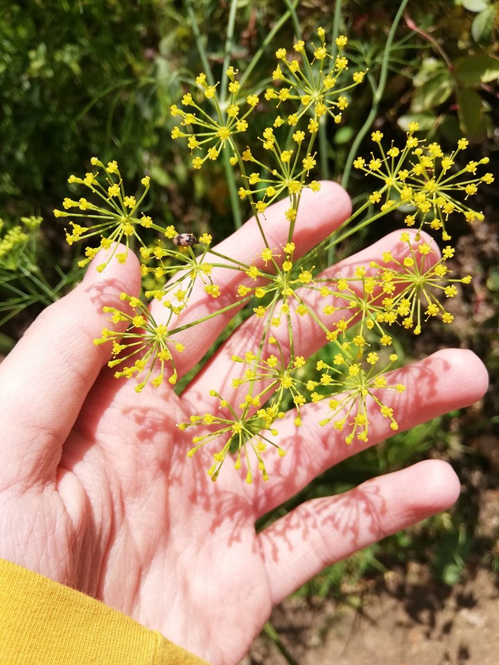 flower