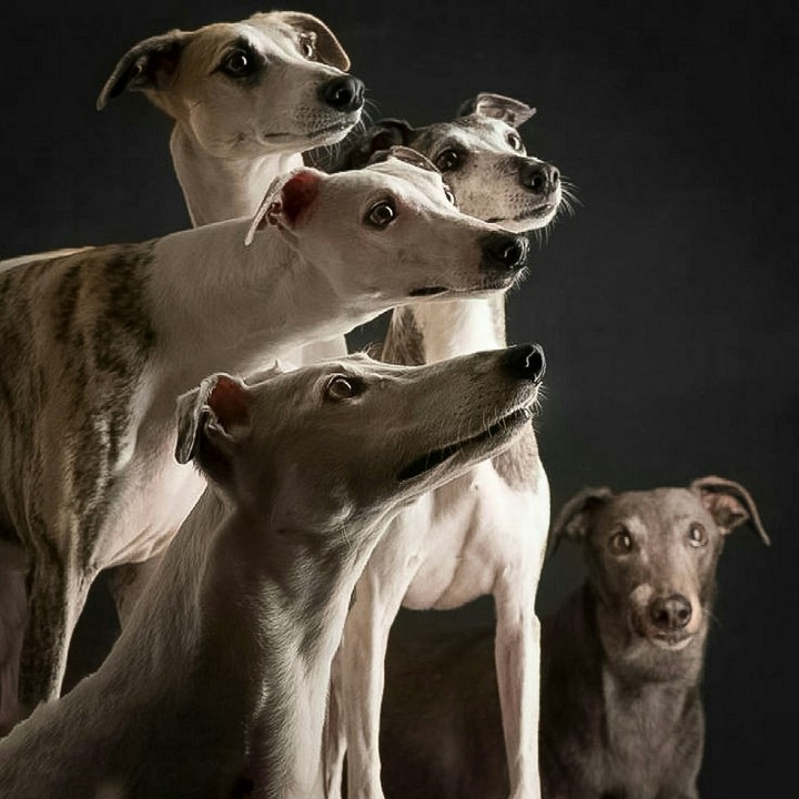 Release the HOUNDS